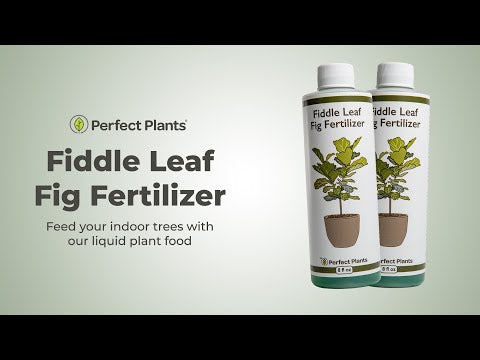 fertilizer for fiddle leaf fig tree Liquid Fertilizer for Fiddle Leaf Figs