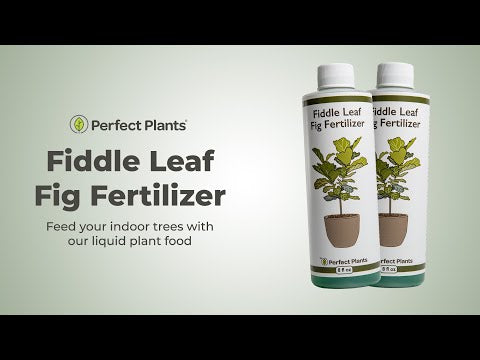 Liquid Fiddle Leaf Fig Fertilizer