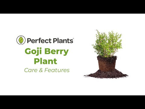 fertilizer for goji berry plants Buy Goji Berry Plants for Sale | Antioxidant Heavy Fruit
