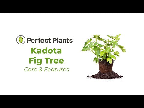Kadota Fig Tree