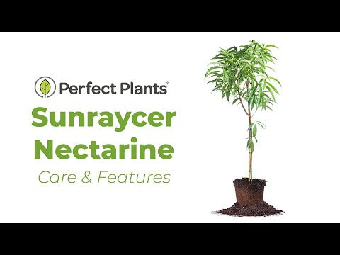 Sunraycer Nectarine Tree