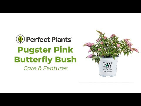 Pugster Pink® Butterfly Bush