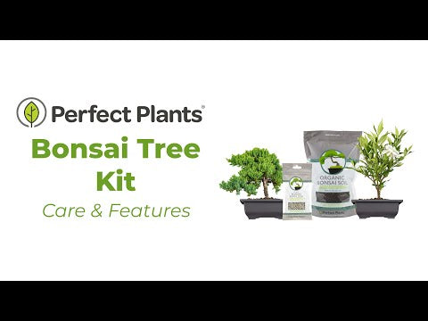 Buy Bonsai Tree Kit for Sale | Soil + Fertilizer Included