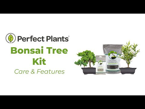 AVERGO Bonsai Tree Kit – 5X Unique Bonzai Trees +1 Extra | Complete Indoor  Bonsai Starter Kit for Growing Bonsai Plants with Tools & Planters –