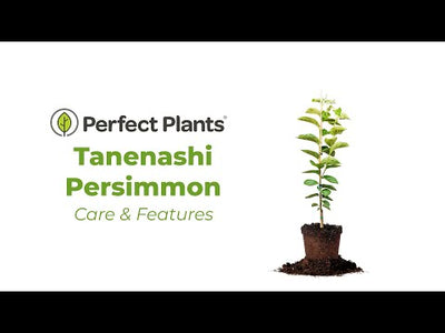 Tanenashi Persimmon Tree