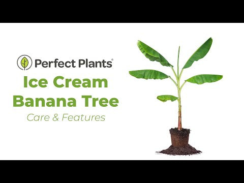 ice cream banana tree bonsai Blue Ice Cream Banana Tree
