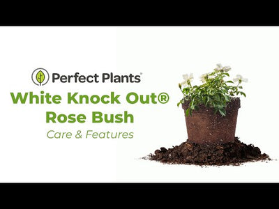White Knock Out® Rose Bush