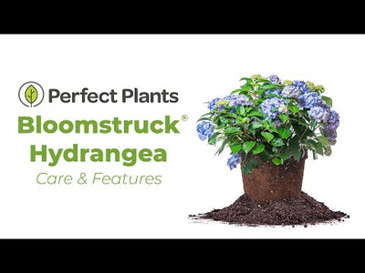 Bloomstruck® Hydrangea Shrub