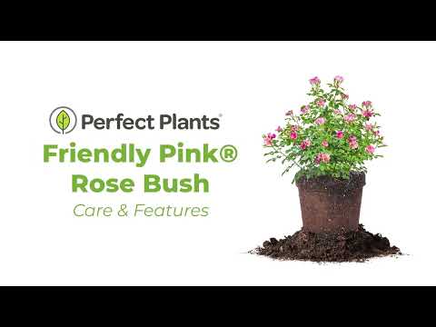 Buy Friendly® Pink Rose Bush for Sale | Perfect Plants