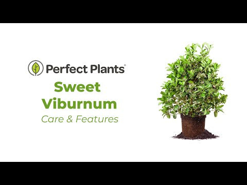 Sweet Viburnum