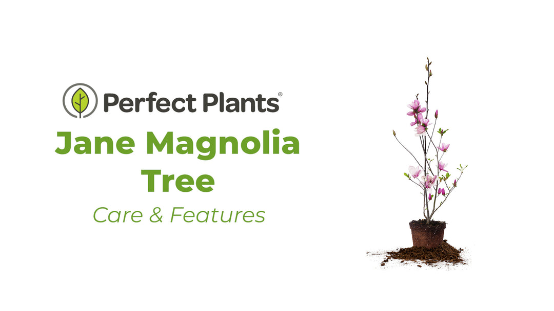 magnolia house plant care Jane Magnolia Tree for Sale | Pink Blooms