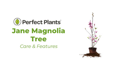 Jane Magnolia Tree