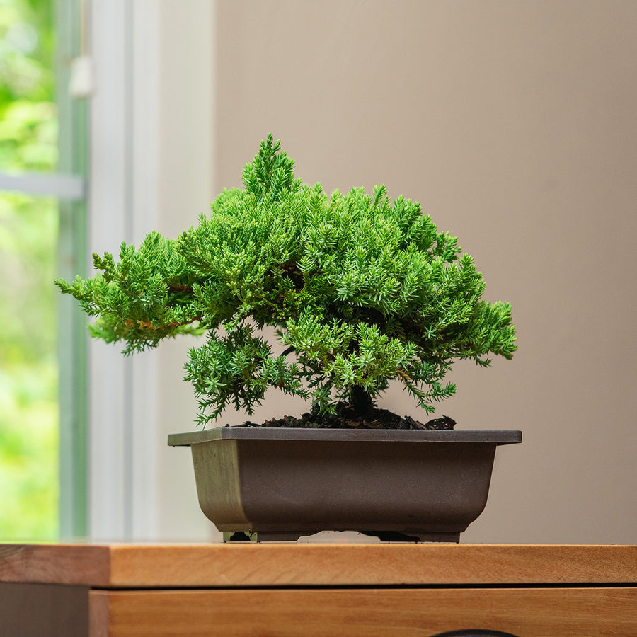 rock juniper bonsai tree Shop Procumbens Nana Juniper Bonsai Tree for Sale