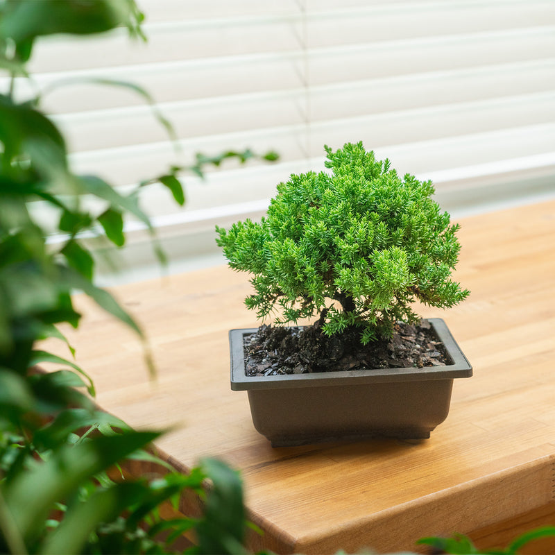 Japanese Juniper Bonsai Tree - 4 pot - Juniperus procumbens