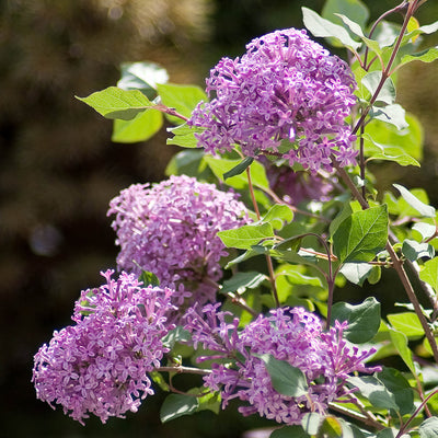 Syringa Bloomerang® Dark Purple Lilac Bush
