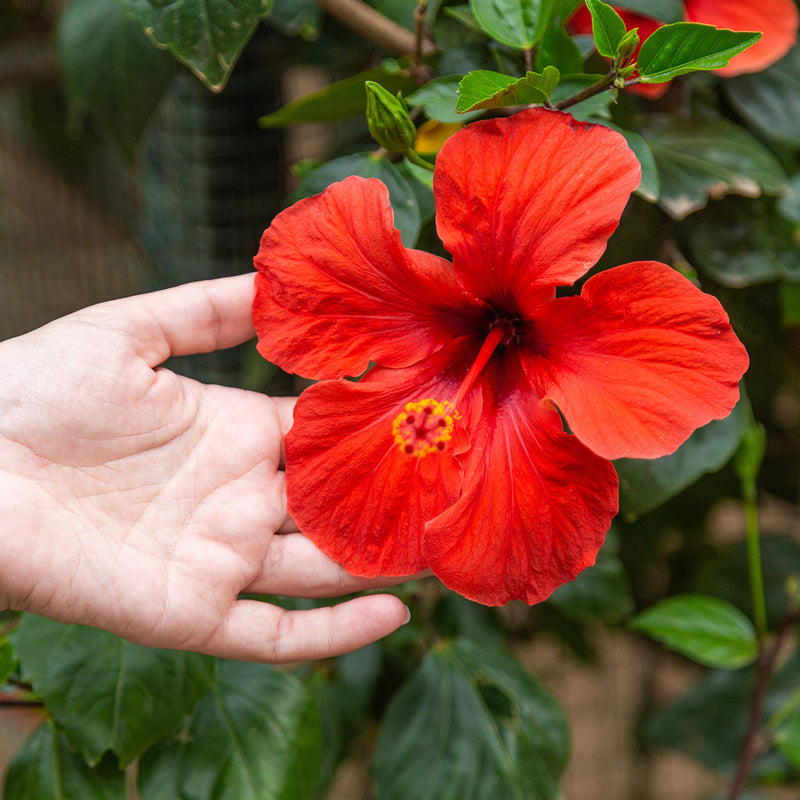 Habiskit Tree Red Braided Hibiscus Tree for Sale | Perfect Plants