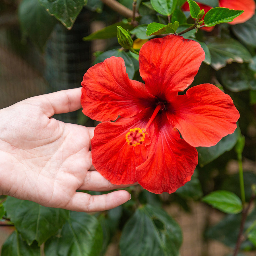 Hibiscus Bushes for Sale Online | Perfect Plants