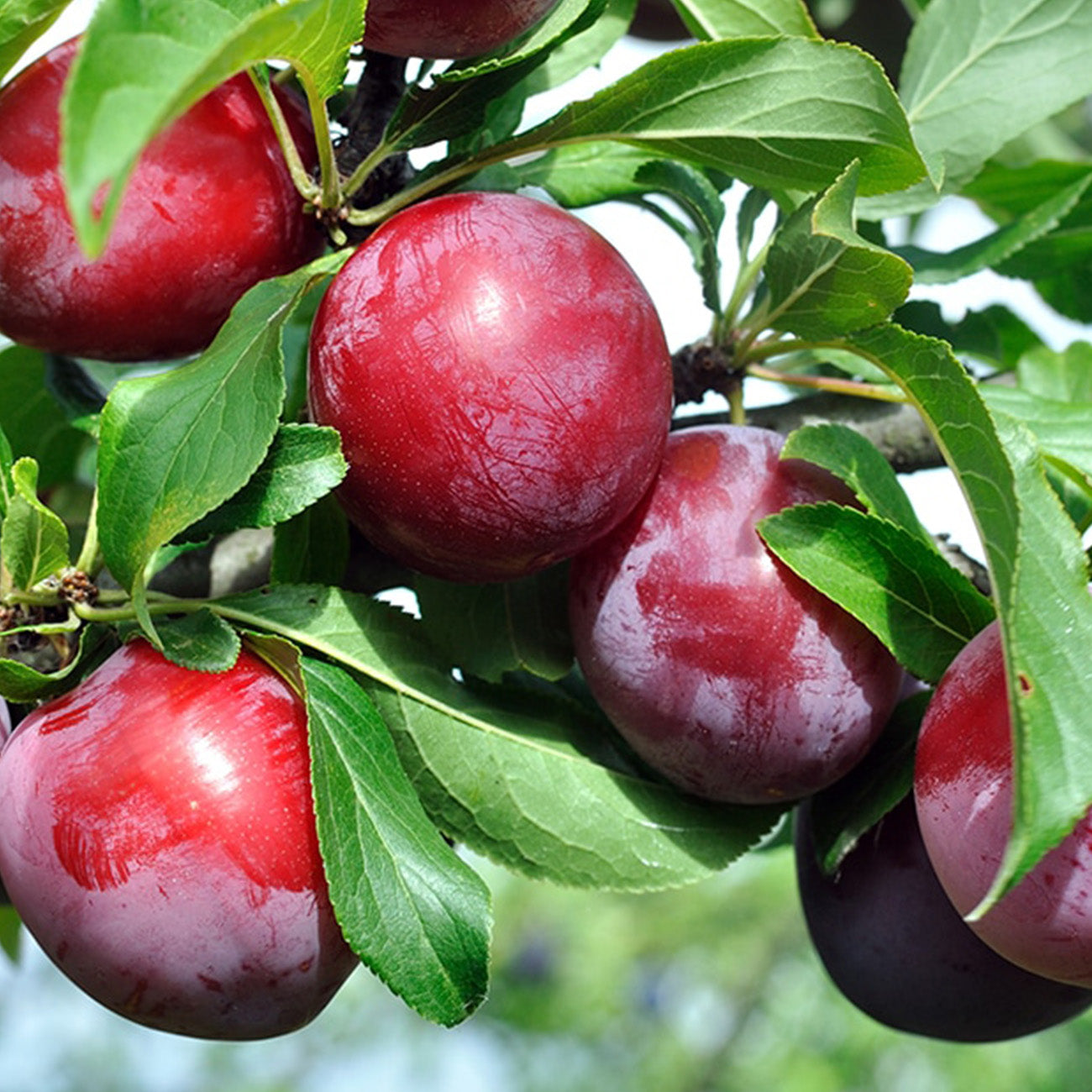 Order Santa Rosa Plum Tree | Sweet Plums | Perfect Plants