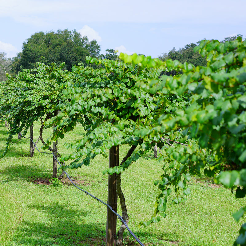 Southern Jewel Muscadine Grape Vine Shrub