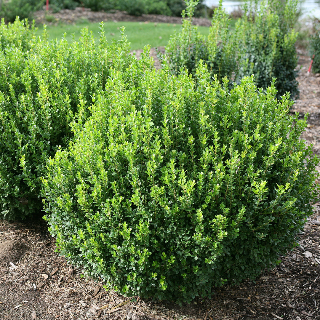 Shop Sprinter® Boxwood for Sale | Cold Hardy Evergreen | Perfect Plants