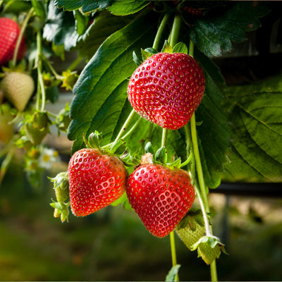 Strawberry Variety Pack