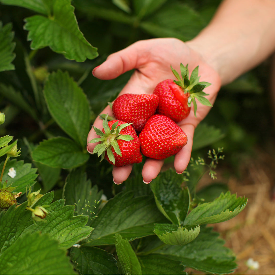 Buy Strawberry Plant Variety Pack for Sale | Perfect Plants