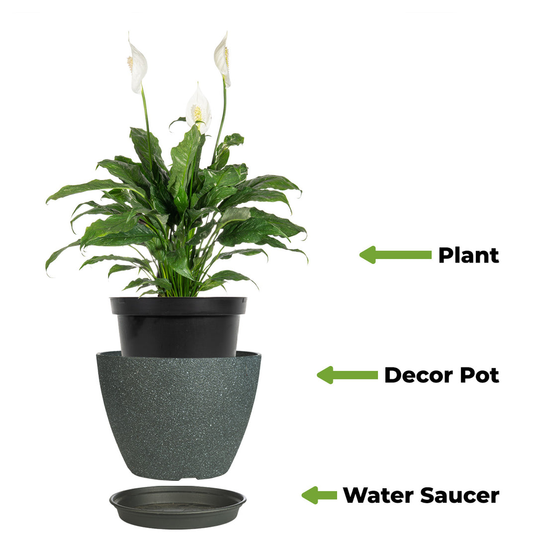 variegated peace lily pink Variegated Peace Lily for Sale | Buy Houseplants Online