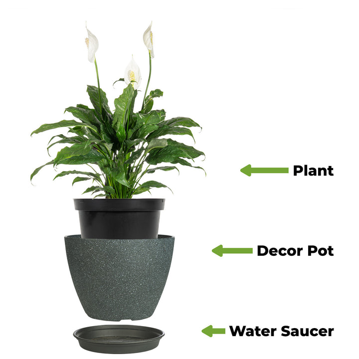 variegated peace lily benefits Variegated Peace Lily for Sale | Buy Houseplants Online