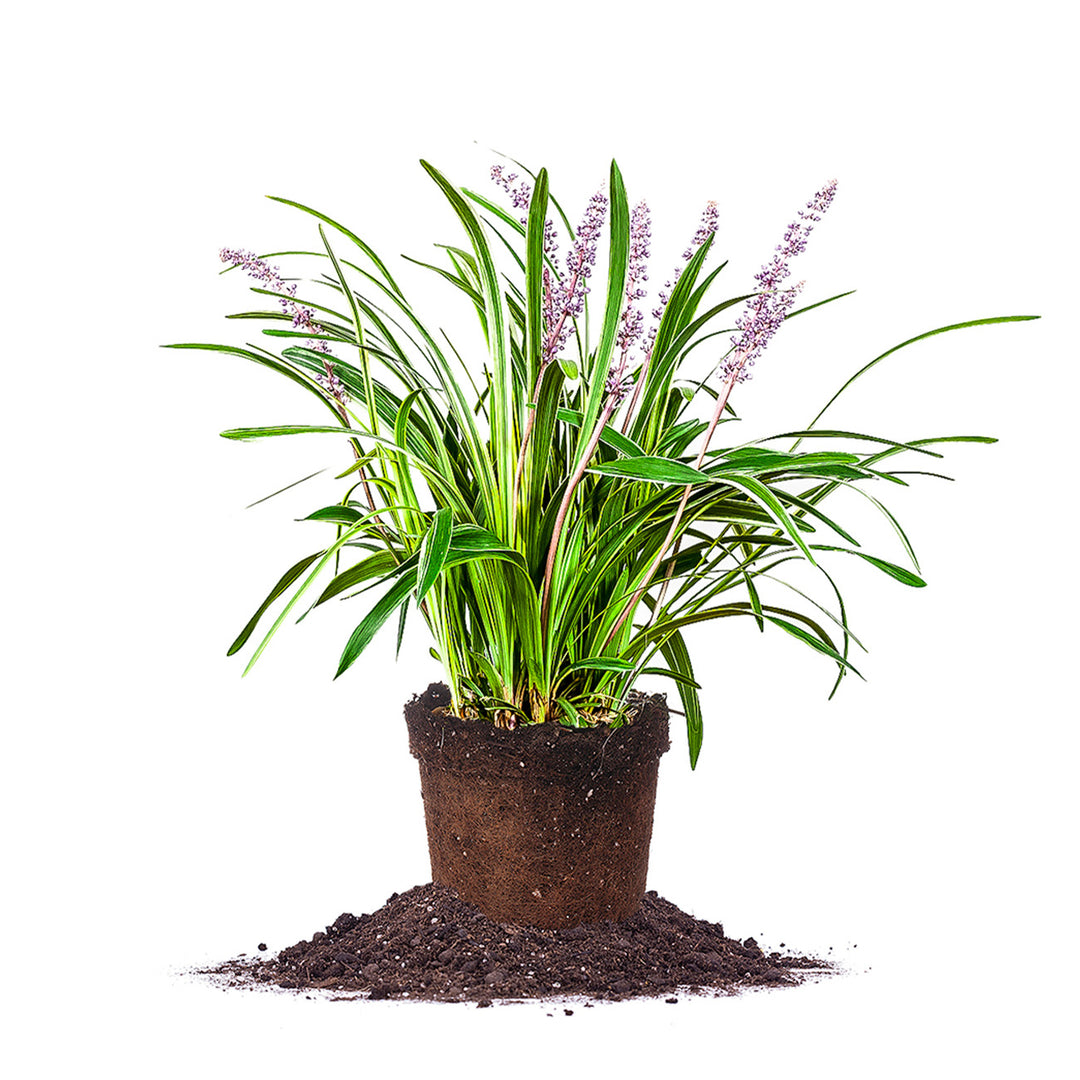 liriope indoor plant Variegated Liriope Shrub - 1 Gallon / 8-Pack