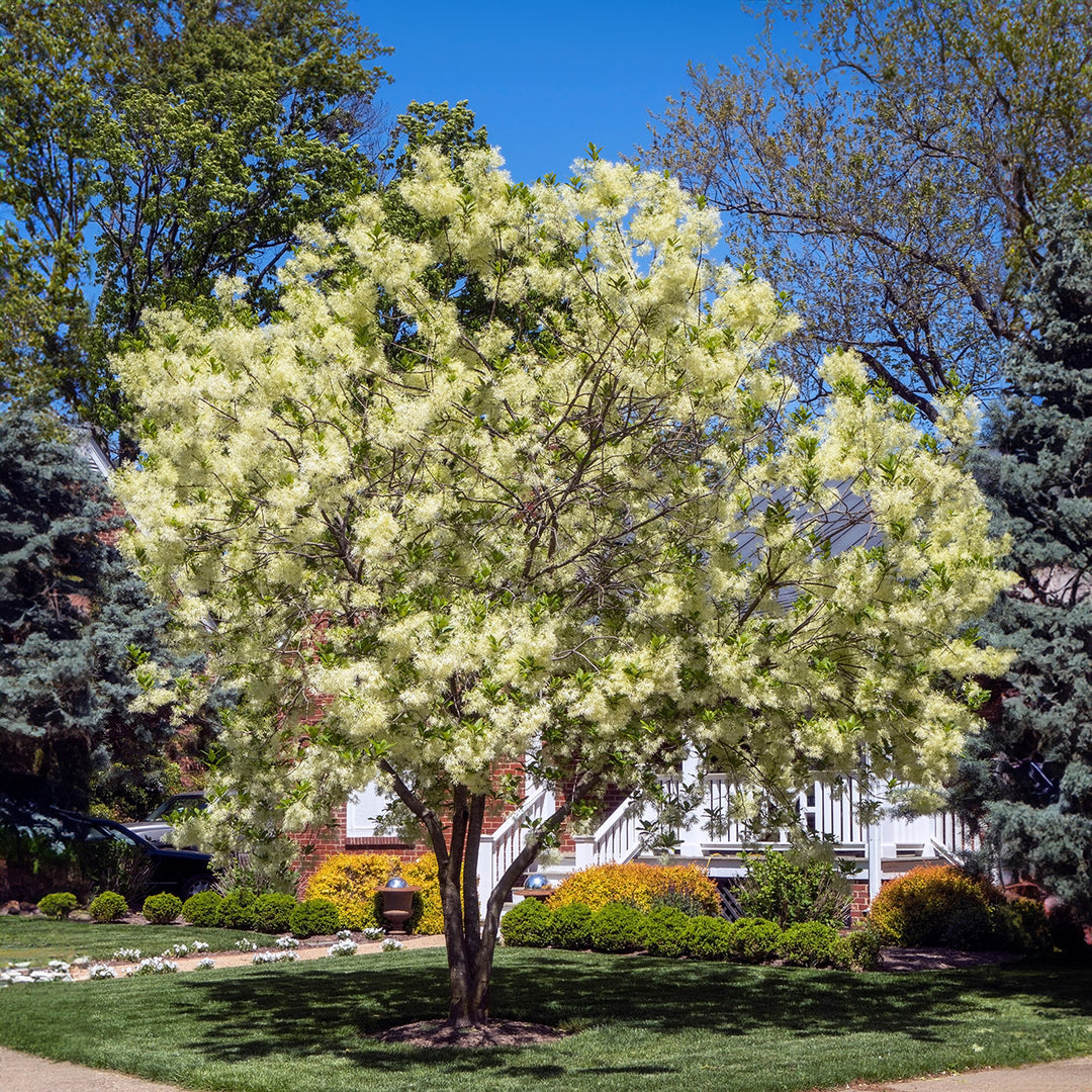Native White Fringe Tree for Sale | Buy Trees Online