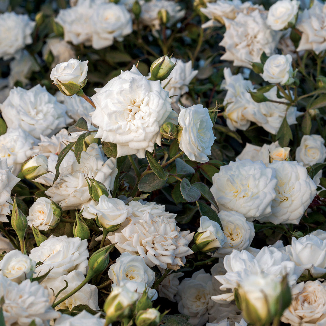 White Drift® Roses for Sale | Landscape Groundcover | Perfect Plants