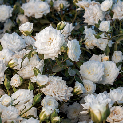 Close up of flowering White Drift Rose bushes in a front yard garden setting