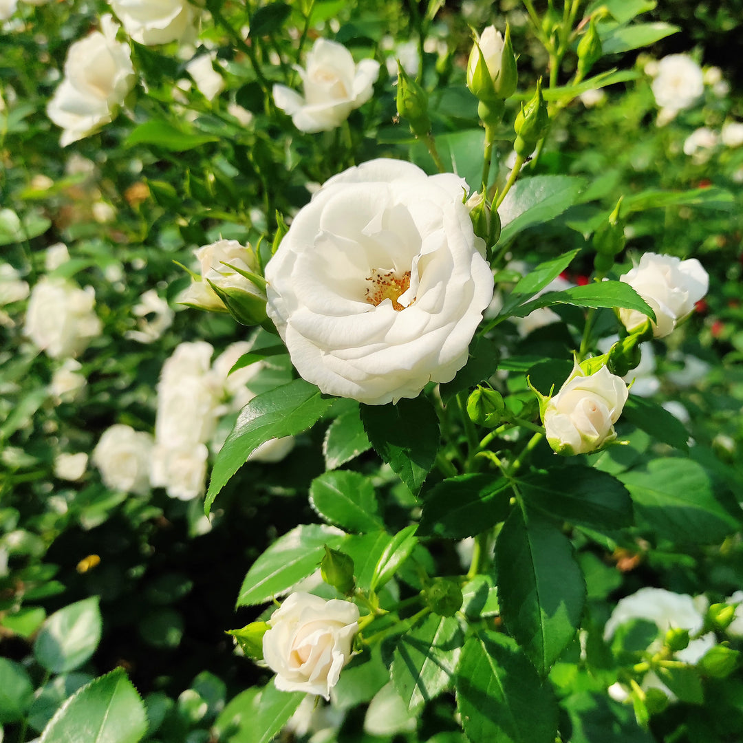 indoor white rose plant White Drift Rose Bush - 1 Gallon / Single