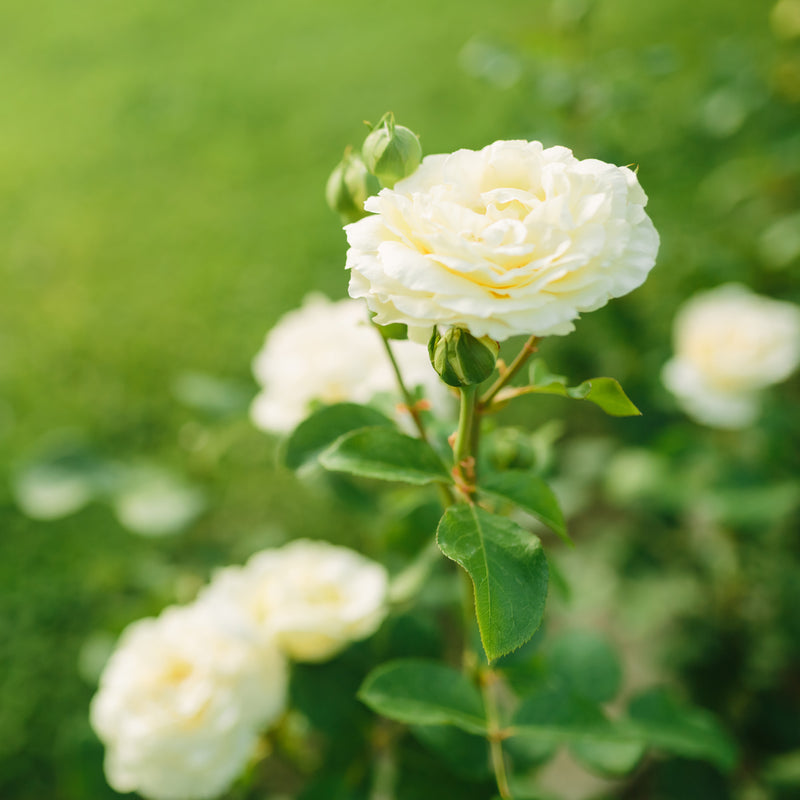 White Running Roses White Drift® Roses for Sale | Landscape Groundcover | Perfect Plants