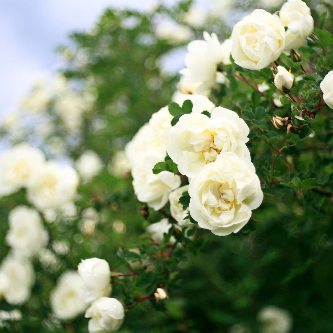 White Drift® Groundcover Rose hot - Live Plant - 3 Gallon Pot