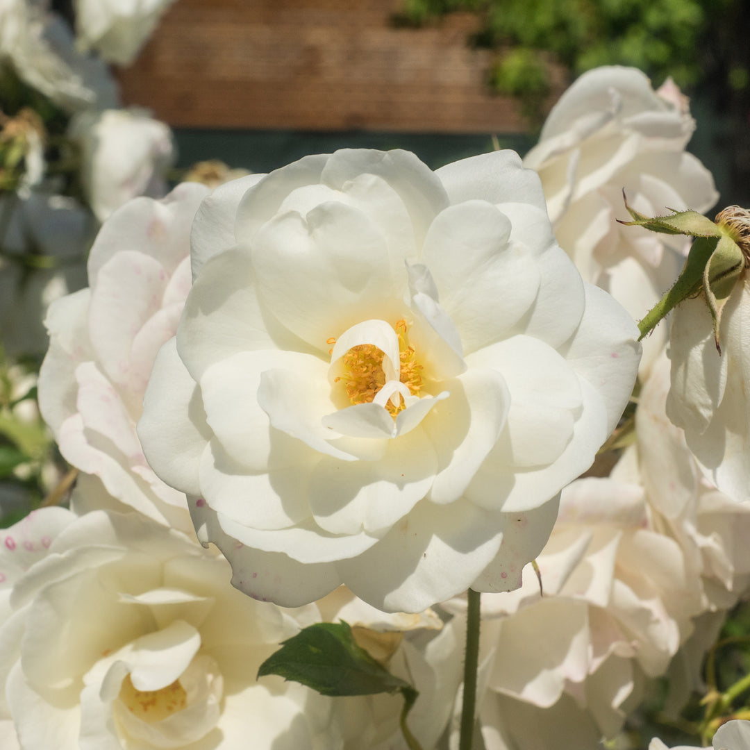 white rose indoor plant White Drift® Roses for Sale | Landscape Groundcover