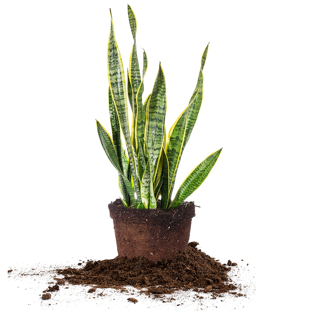 snake plants png Variegated Snake Plant for Sale | Shop Houseplants