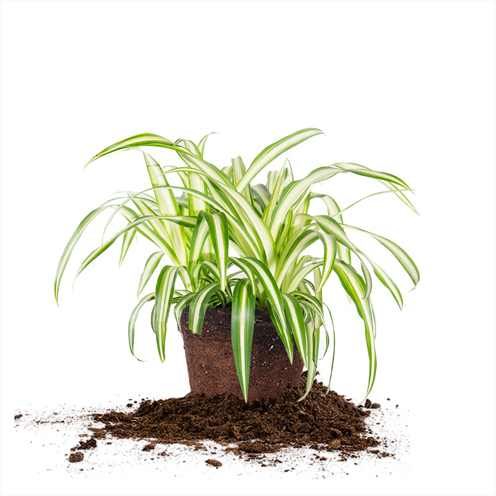 spider plants for sale Variegated Spider Plant - 6 Inch Pot