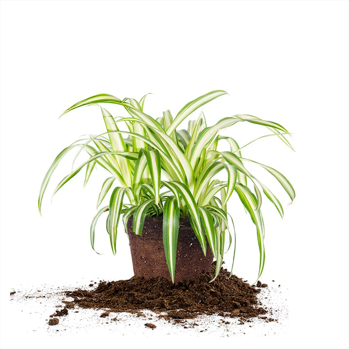 strawberry seeds planting 4 Pack of Pre-Grown Strawberry Seedlings main image 0
