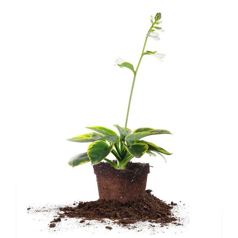 potted hosta plants for sale Hosta Frances Williams Shrub - 1 Gallon