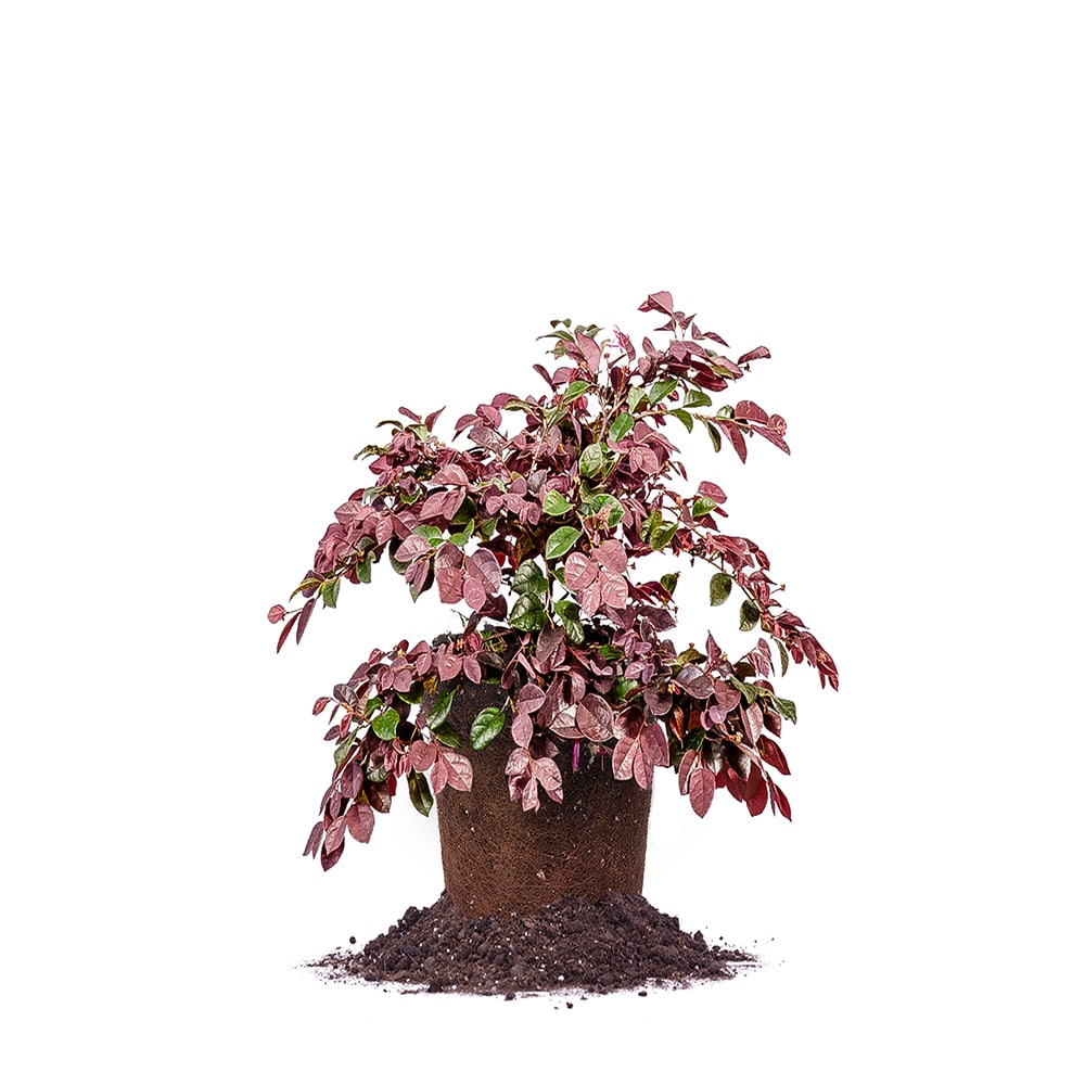 loropetalum bonsai tree Ruby Loropetalum - 1 Gallon / 3-Pack