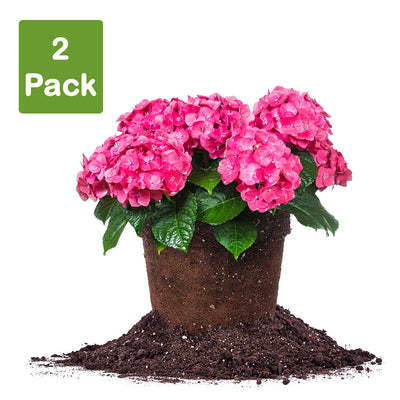 Hydrangea Summer Crush live plant for sale in 3 gallon pot pack of 2