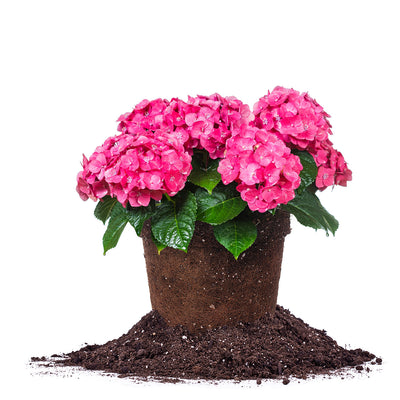 Hydrangea Summer Crush live plant for sale in 3 gallon pot