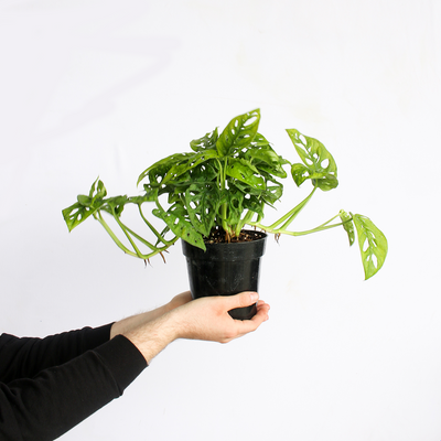 indoor house plant monstera adansonii swiss cheese plant shrub one gallon pot