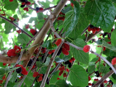 Dwarf Everbearing Mulberry Tree