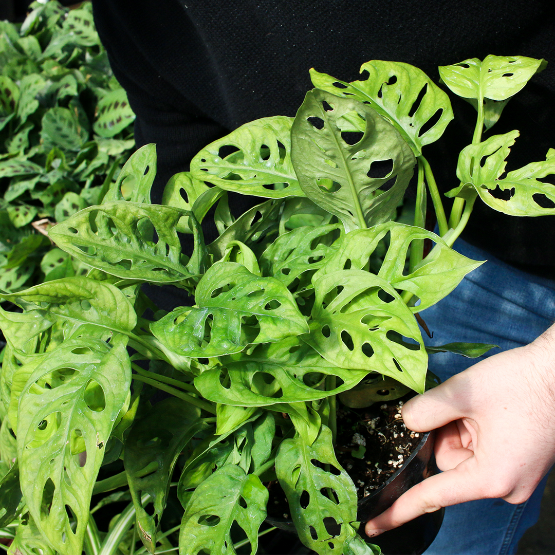 wild monstera adansonii Monstera Adansonii for Sale | Buy Monstera Plants