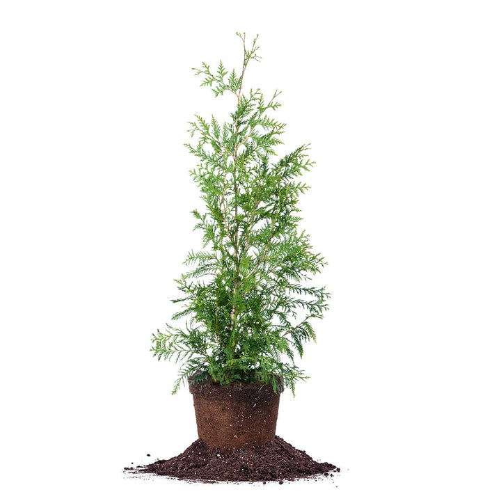 Thuja Green Giant Tree - 1-2 ft / 10-Trees