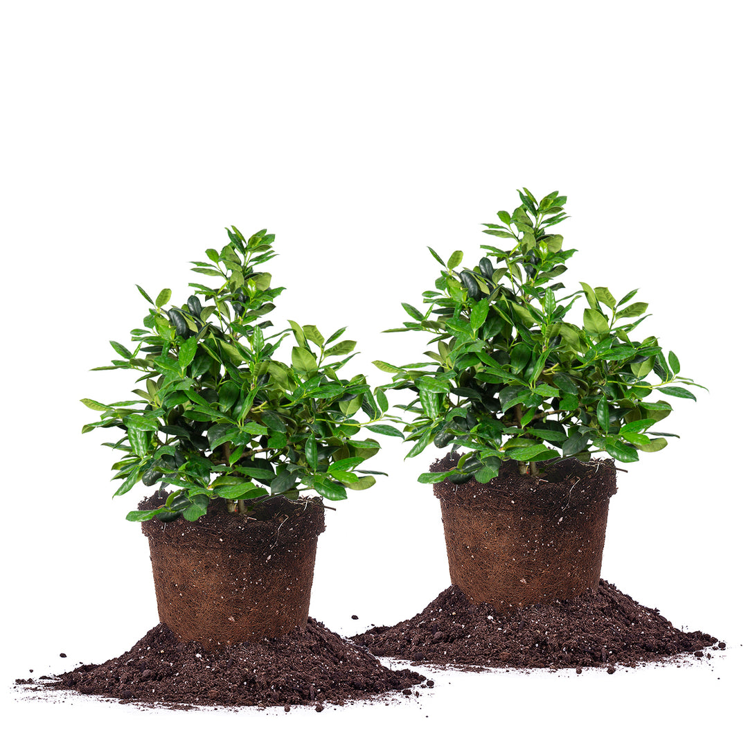 indoor holly plant Nellie Stevens Holly Shrubs for Sale