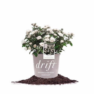 White Drift® Rose Bush