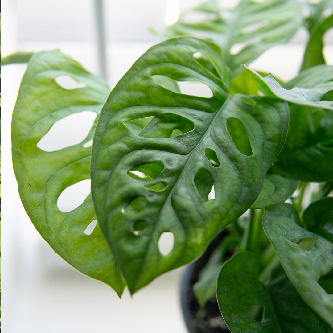 Monstera Adansonii for Sale | Buy Monstera Plants | Perfect Plants